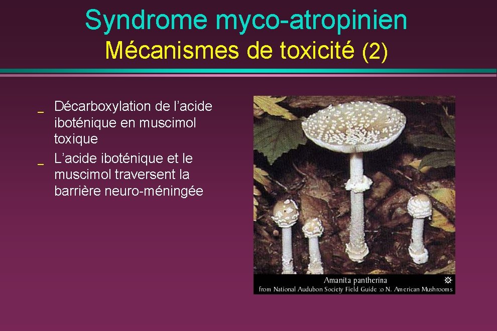 Syndrome myco-atropinien Mécanismes de toxicité (2) _ _ Décarboxylation de l’acide iboténique en muscimol