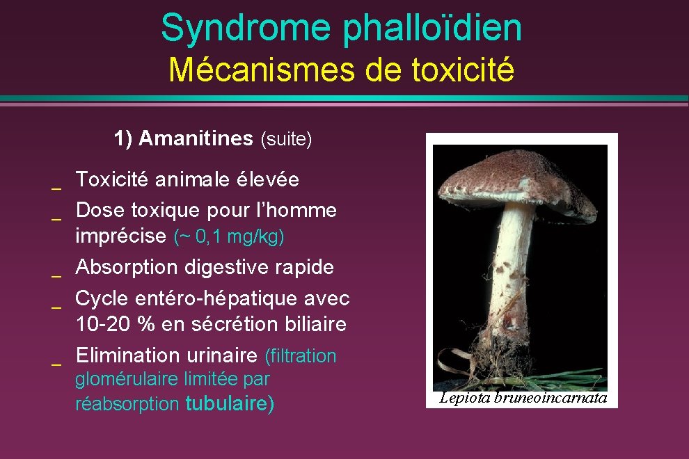 Syndrome phalloïdien Mécanismes de toxicité 1) Amanitines (suite) _ _ _ Toxicité animale élevée
