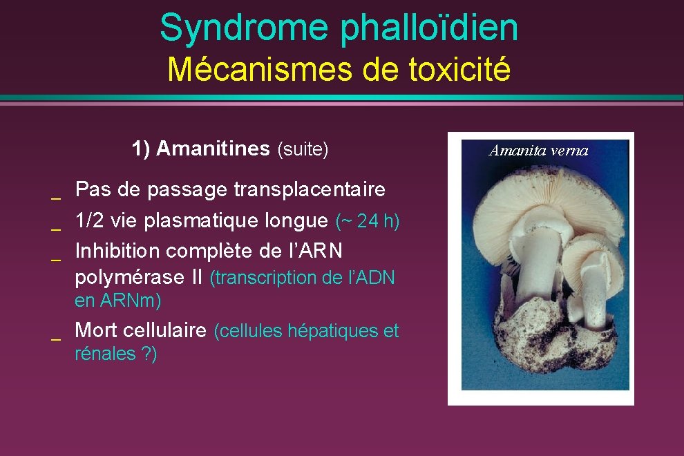 Syndrome phalloïdien Mécanismes de toxicité 1) Amanitines (suite) _ _ _ Pas de passage