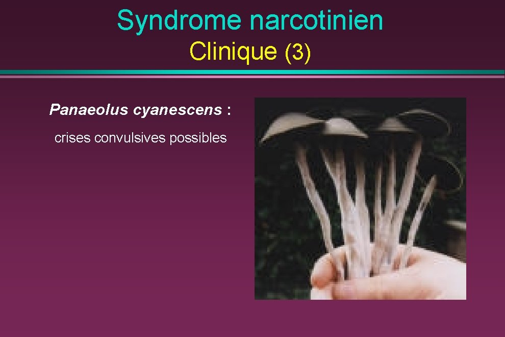 Syndrome narcotinien Clinique (3) Panaeolus cyanescens : crises convulsives possibles 