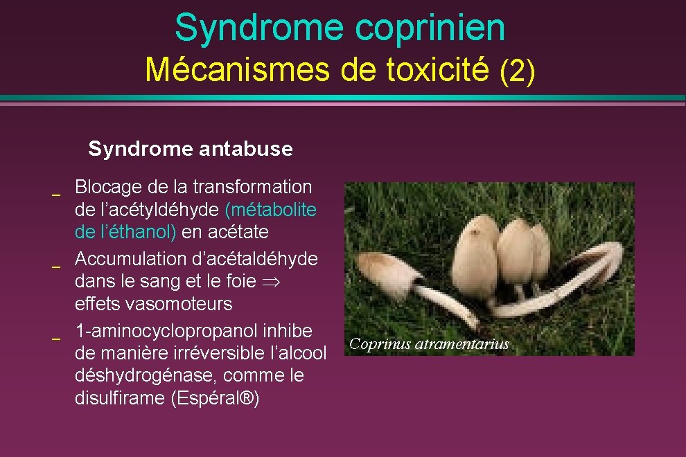 Syndrome coprinien Mécanismes de toxicité (2) Syndrome antabuse _ _ _ Blocage de la