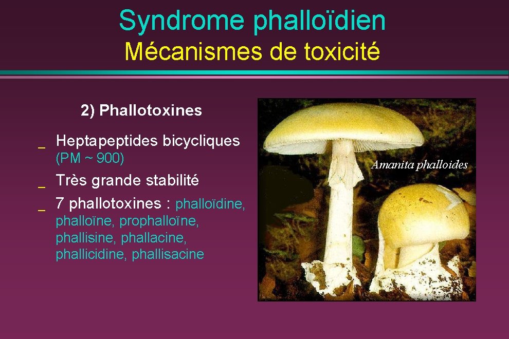 Syndrome phalloïdien Mécanismes de toxicité 2) Phallotoxines _ Heptapeptides bicycliques (PM ~ 900) _