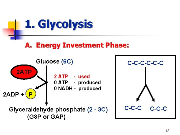1. Glycolysis A. Energy Investment Phase: Glucose (6 C) 2 ATP 2 ADP +