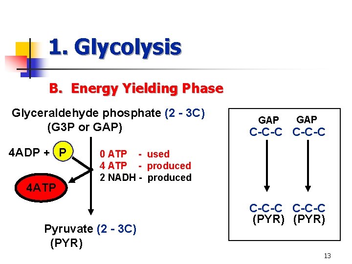 1. Glycolysis B. Energy Yielding Phase Glyceraldehyde phosphate (2 - 3 C) (G 3