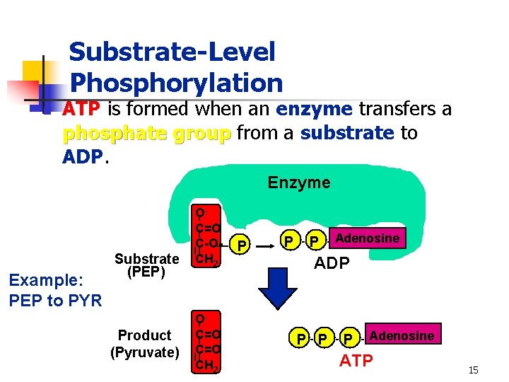 Substrate-Level Phosphorylation n ATP is formed when an enzyme transfers a phosphate group from