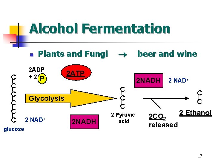 Alcohol Fermentation n C C C glucose Plants and Fungi 2 ADP +2 P