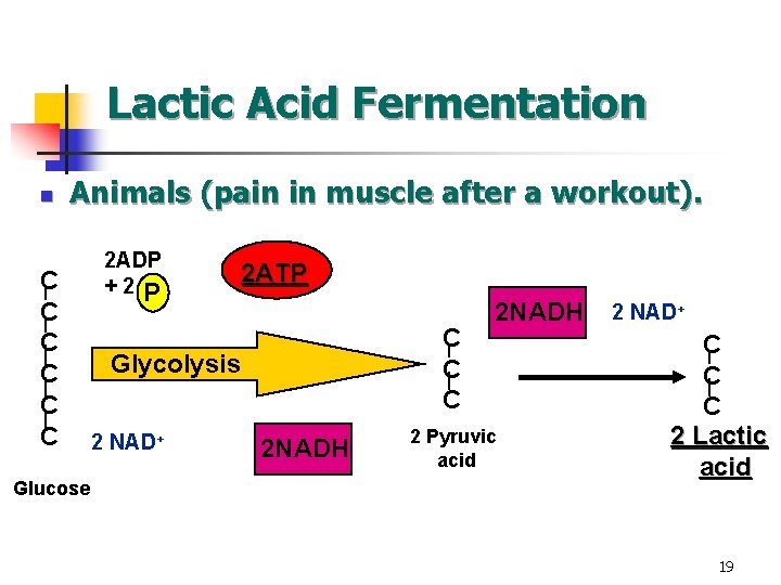 Lactic Acid Fermentation n Animals (pain in muscle after a workout). C C C