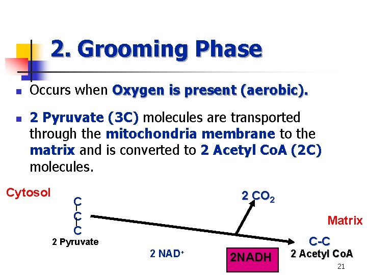 2. Grooming Phase n n Occurs when Oxygen is present (aerobic). 2 Pyruvate (3