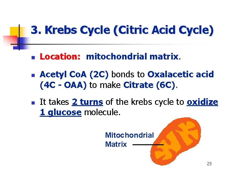 3. Krebs Cycle (Citric Acid Cycle) n n n Location: mitochondrial matrix. Acetyl Co.