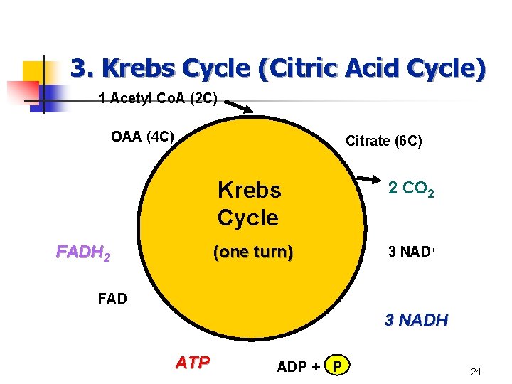 3. Krebs Cycle (Citric Acid Cycle) 1 Acetyl Co. A (2 C) OAA (4