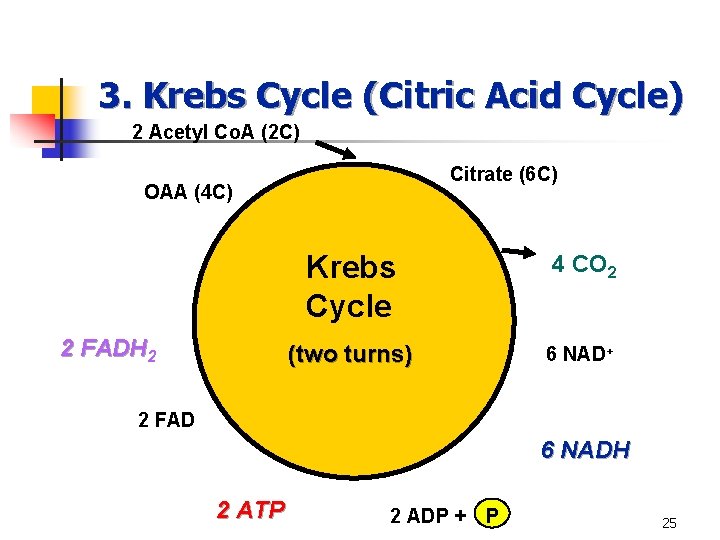 3. Krebs Cycle (Citric Acid Cycle) 2 Acetyl Co. A (2 C) Citrate (6