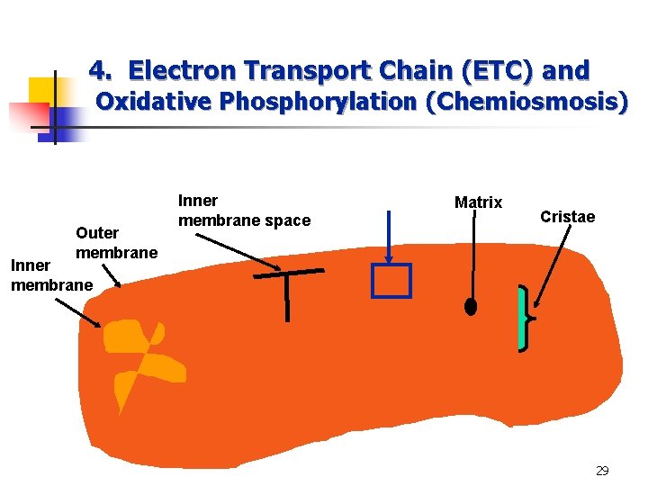 4. Electron Transport Chain (ETC) and Oxidative Phosphorylation (Chemiosmosis) Outer membrane Inner membrane space