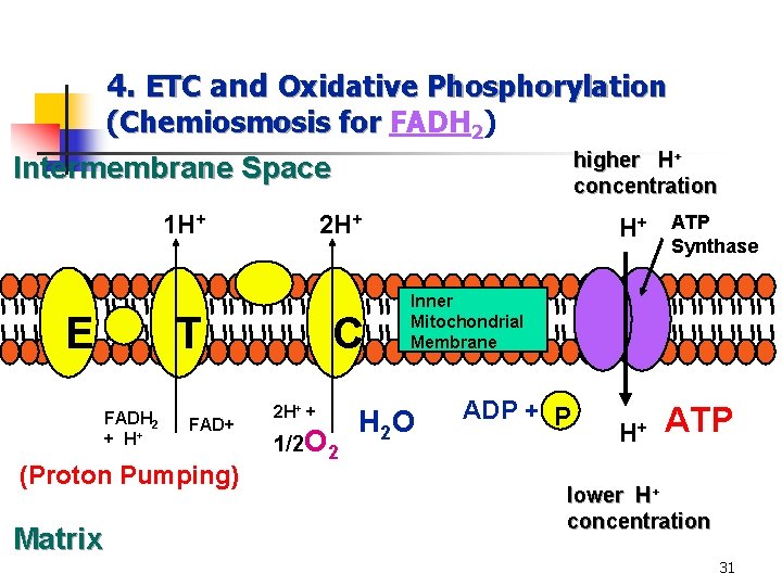 4. ETC and Oxidative Phosphorylation (Chemiosmosis for FADH 2) higher H+ concentration Intermembrane Space