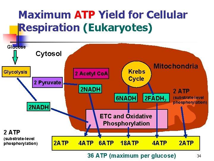 Maximum ATP Yield for Cellular Respiration (Eukaryotes) Glucose Cytosol Glycolysis 2 Acetyl Co. A