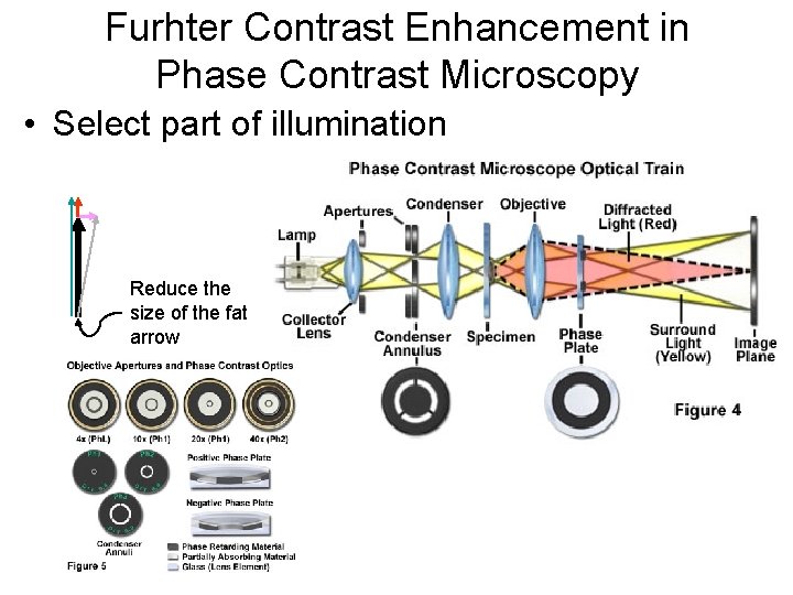 Furhter Contrast Enhancement in Phase Contrast Microscopy • Select part of illumination Reduce the