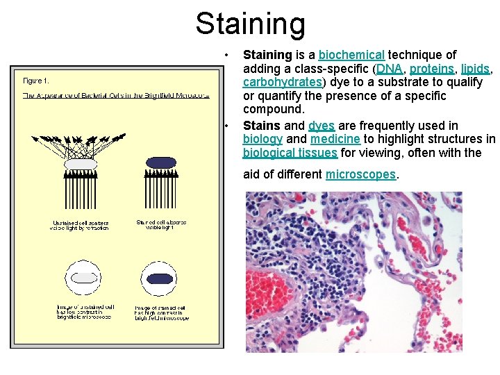 Staining • • Staining is a biochemical technique of adding a class-specific (DNA, proteins,