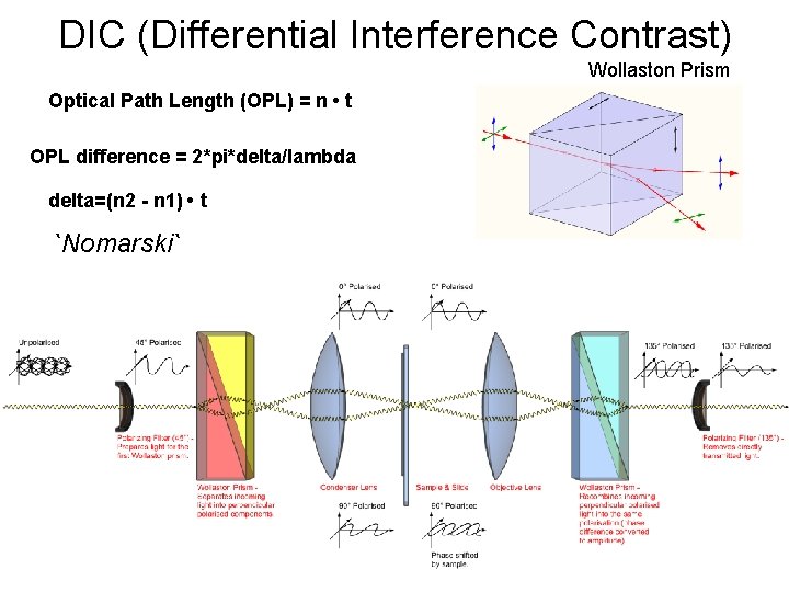 DIC (Differential Interference Contrast) Wollaston Prism Optical Path Length (OPL) = n • t