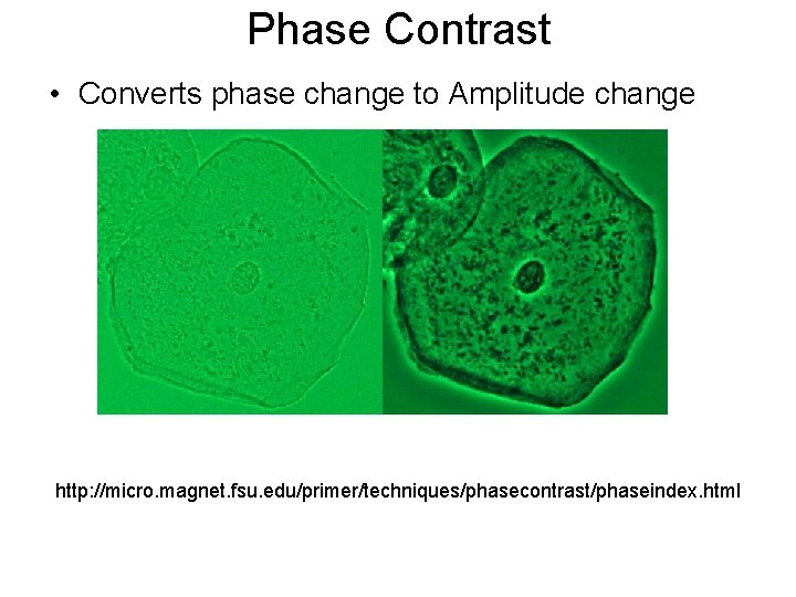 Phase Contrast • Converts phase change to Amplitude change http: //micro. magnet. fsu. edu/primer/techniques/phasecontrast/phaseindex.