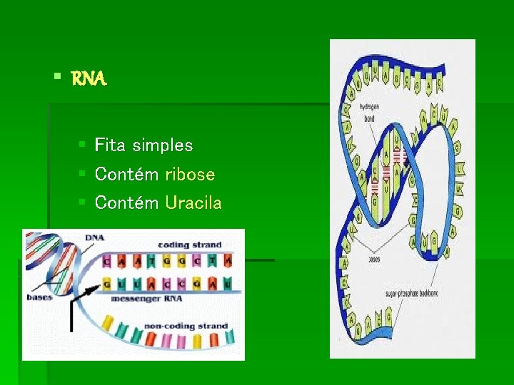 § RNA § Fita simples § Contém ribose § Contém Uracila 