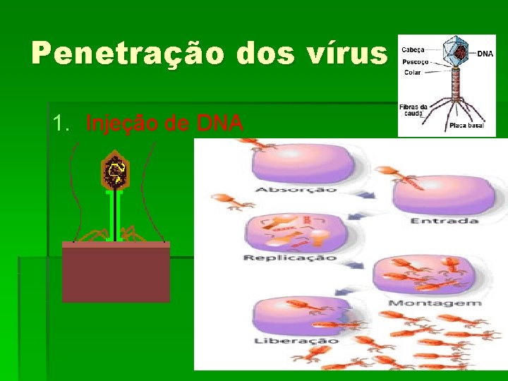 Penetração dos vírus 1. Injeção de DNA 