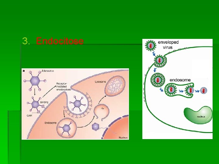 3. Endocitose 