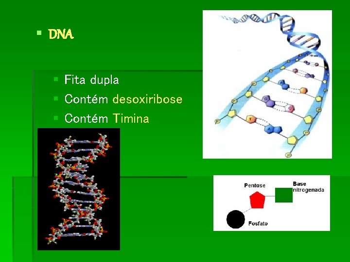 § DNA § Fita dupla § Contém desoxiribose § Contém Timina 