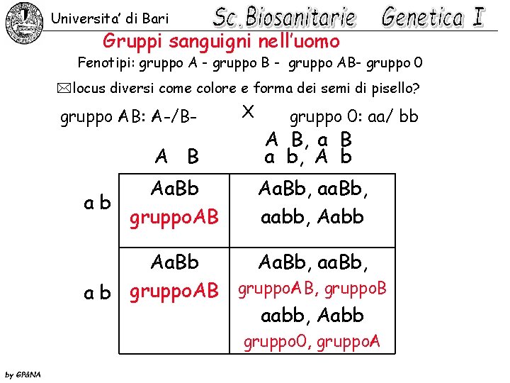 Universita’ di Bari Gruppi sanguigni nell’uomo Fenotipi: gruppo A - gruppo B - gruppo