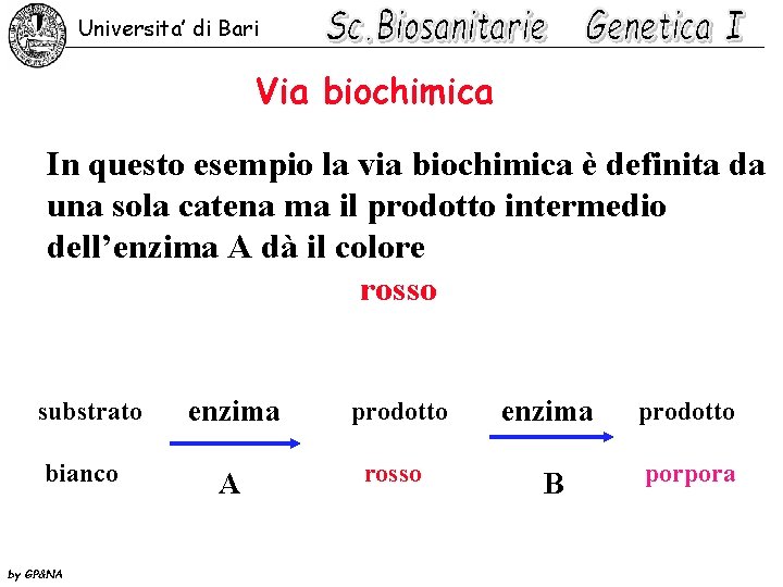 Universita’ di Bari Via biochimica In questo esempio la via biochimica è definita da