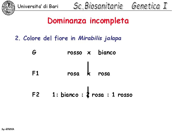 Universita’ di Bari Dominanza incompleta 2. Colore del fiore in Mirabilis jalapa G rosso