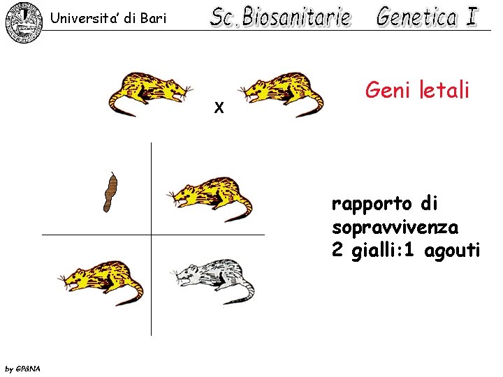 Universita’ di Bari X Geni letali rapporto di sopravvivenza 2 gialli: 1 agouti by