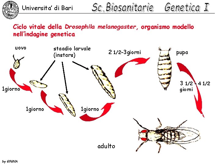 Universita’ di Bari Ciclo vitale della Drosophila melanogaster, organismo modello nell’indagine genetica uovo staadio