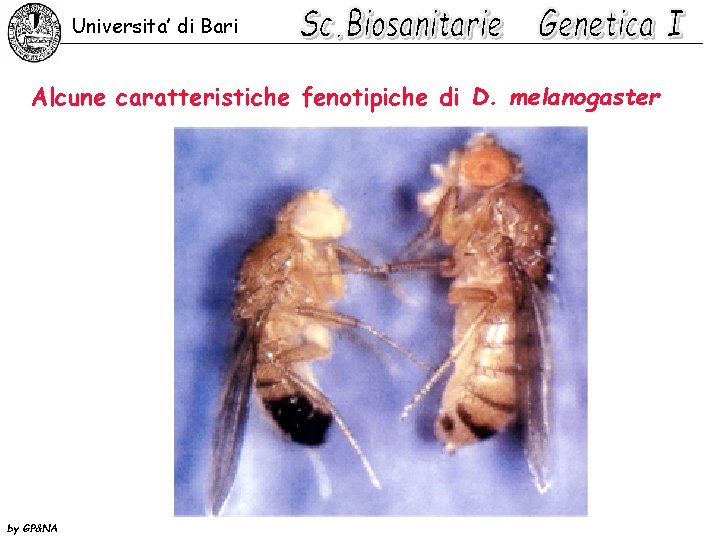 Universita’ di Bari Alcune caratteristiche fenotipiche di D. melanogaster by GP&NA 