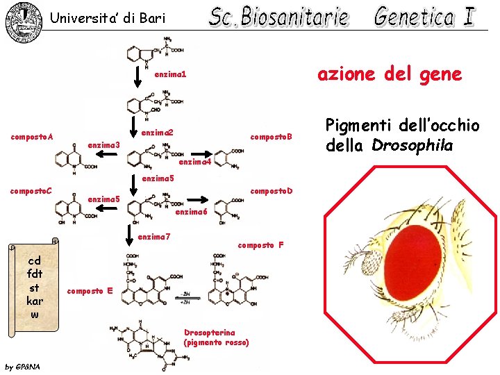 Universita’ di Bari azione del gene enzima 1 composto. A enzima 2 composto. B