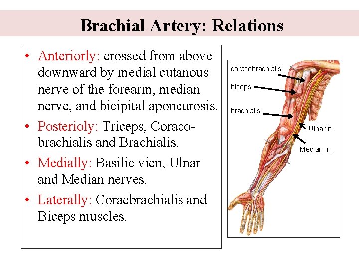 Brachial Artery: Relations • Anteriorly: crossed from above downward by medial cutanous nerve of