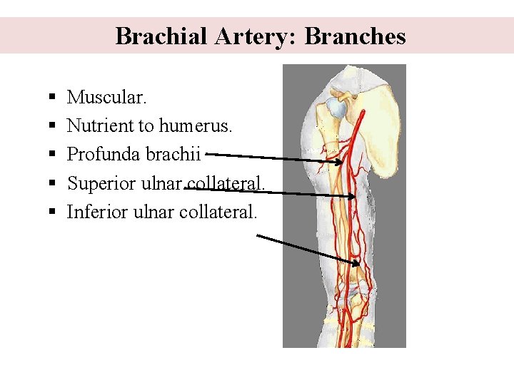 Brachial Artery: Branches § § § Muscular. Nutrient to humerus. Profunda brachii Superior ulnar
