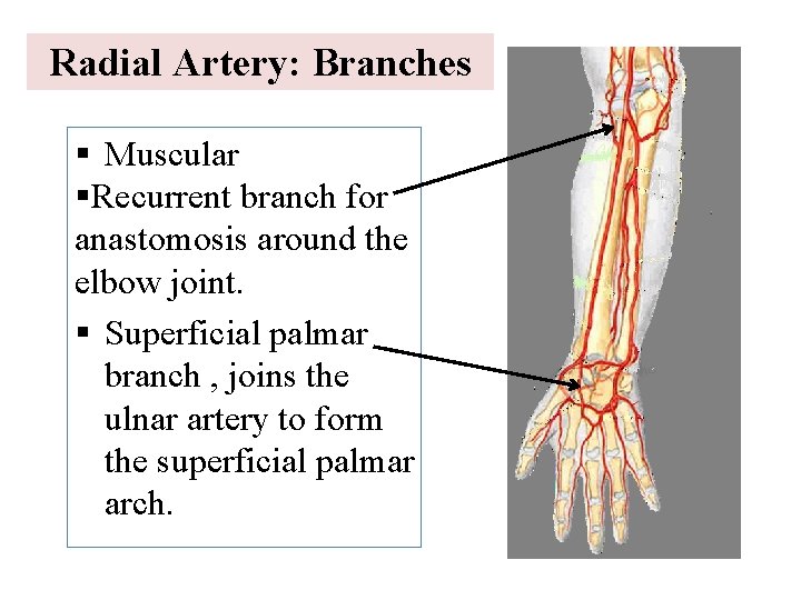 Radial Artery: Branches § Muscular §Recurrent branch for anastomosis around the elbow joint. §