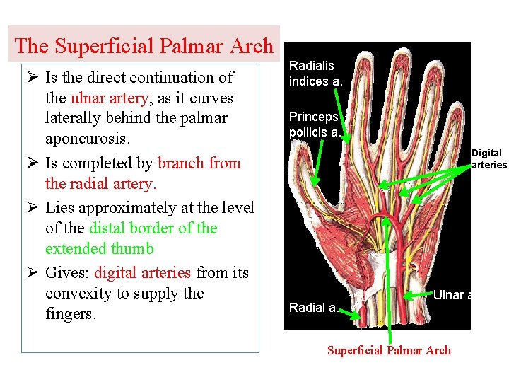 The Superficial Palmar Arch Ø Is the direct continuation of the ulnar artery, as