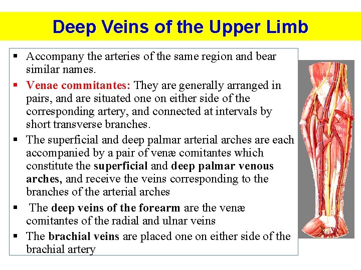 Deep Veins of the Upper Limb § Accompany the arteries of the same region
