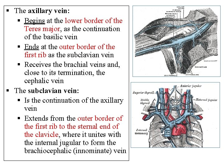 § The axillary vein: § Begins at the lower border of the Teres major,