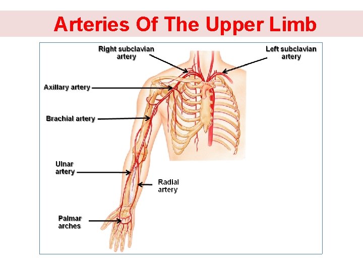 Arteries Of The Upper Limb 