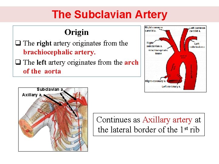 The Subclavian Artery Origin q The right artery originates from the brachiocephalic artery. q