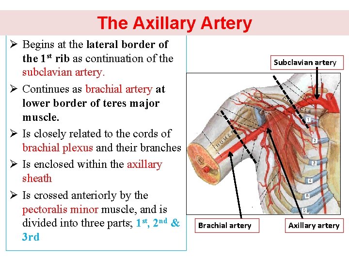 The Axillary Artery Ø Begins at the lateral border of the 1 st rib
