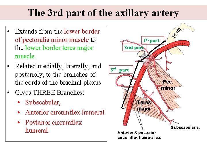 1 st • Extends from the lower border of pectoralis minor muscle to the
