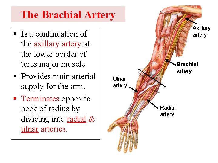 The Brachial Artery § Is a continuation of the axillary artery at the lower