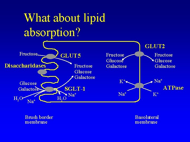 What about lipid absorption? GLUT 2 Fructose GLUT 5 Disaccharidases Glucose Galactose H 2