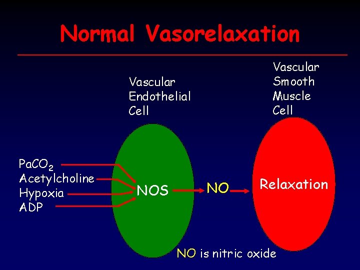 Normal Vasorelaxation Vascular Smooth Muscle Cell Vascular Endothelial Cell Pa. CO 2 Acetylcholine Hypoxia