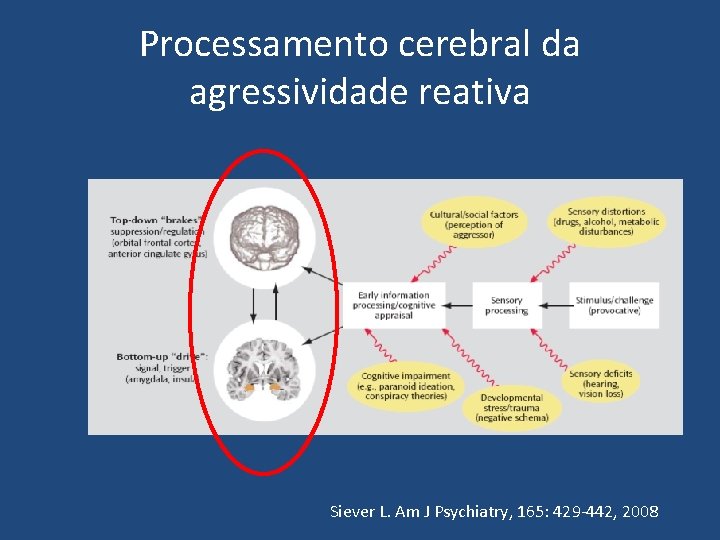 Processamento cerebral da agressividade reativa Siever L. Am J Psychiatry, 165: 429 -442, 2008