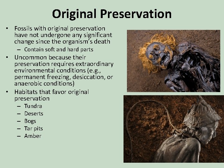 Original Preservation • Fossils with original preservation have not undergone any significant change since