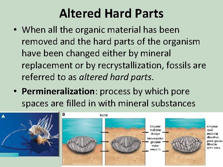 Altered Hard Parts • When all the organic material has been removed and the