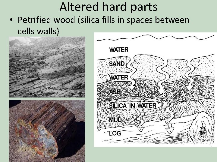Altered hard parts • Petrified wood (silica fills in spaces between cells walls) 
